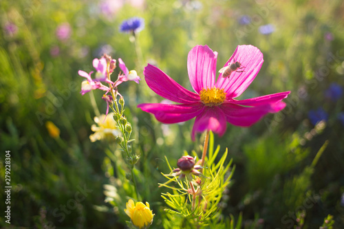 Blumenwiese -  Cosmea mit Biene