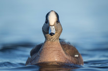 A Male American Wigeon Duck Drake Floats In The Water Viewed Head On With A Smooth Blue Background.