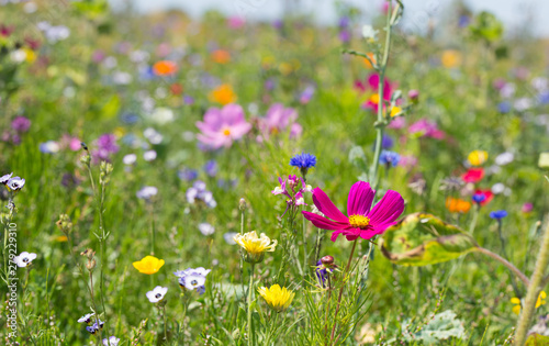 Blühende Landschaft  -  Bunte artenreiche Blumenwiese -  Insektenweide, Biene...