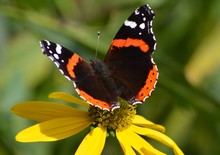 Vanessa Atalanta Butterfly 