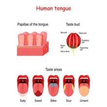Taste Bud And The Papillae Of The Tongue. Basic Taste Areas: Sweet, Salty, Sour, Bitter And Umami.