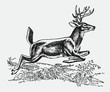 Male white-tailed Virginia deer odocoileus virginianus jumping over lying tree trunk, after antique engraving from early 20C