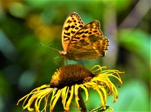 The Queen Of Spain Fritillary Butterfly (Issoria Lathonia)