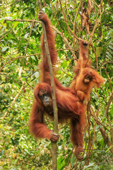 Wall Mural - Female Sumatran orangutan with a baby hanging in the trees, Gunung Leuser National Park, Sumatra, Indonesia