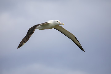 Canvas Print - Northern royal albatross in flight, Taiaroa Head, Otago Peninsula, New Zealand