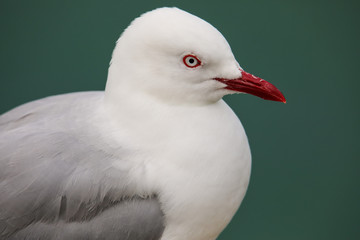 Canvas Print - Portrait of Red-billed gull