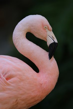 Closeup Of Pink Flamingo