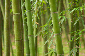  Piękne poziome bambusowe łodygi z liśćmi w tle.