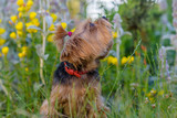 Fototapeta Zwierzęta - Yorkshire terrier is playing in the park in flowers.