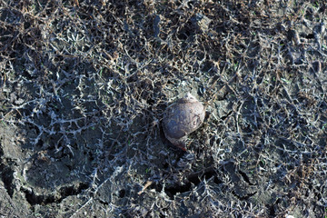 Wall Mural - Rainless ,Heat and sun make land dry , snail die and leave shell on ground