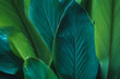 © artrachen - Dark Leaves background water drop Leaf surface