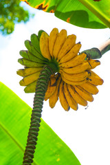 Poster - Thep Phanom banana in the nature