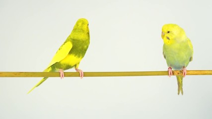 Wall Mural - Two wavy parrots on a stick on a white background