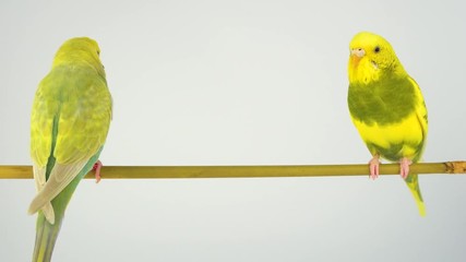 Wall Mural - Two wavy parrots on a stick on a white background