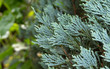 © backiris - Closeup Blue Lawson Cypress or Chamaecyparis lawsoniana Isolated on Nature Background