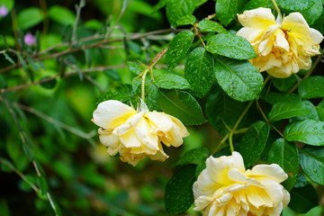 Wall Mural - real wild roses attract real fast insects