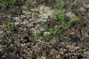 Wall Mural - Rainless ,Heat and sun make land dry , snail die and leave shell on ground