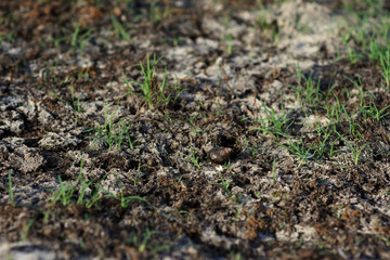 Wall Mural - Rainless ,Heat and sun make land dry , snail die and leave shell on ground