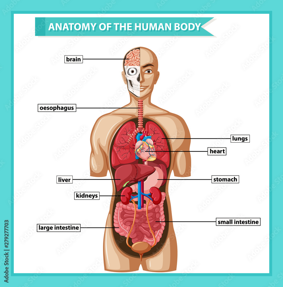 Scientific medical illustration of human body anatomy Stock Vector ...