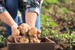 Senior male farmer with gathered potatoes in field, closeup