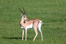 Grant Gazelles On A Green Pasture In A National Park In Kenya