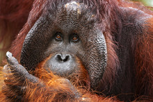 Bornean Orangutan (Pongo Pygmaeus) Is A Species Of Orangutan Native To The Island Of Borneo. Together With The Sumatran Orangutan And Tapanuli Orangutan