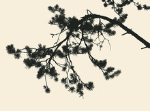 Pine Tree And Branches Silhouette. Vector Illustration 