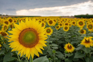 sunflower field flower sky yellow summer agriculture 