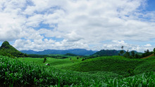 Corn Fields Growing In The Mountains In The Rainy Season