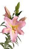 Fototapeta Storczyk - pretty pink lily with orange pollen