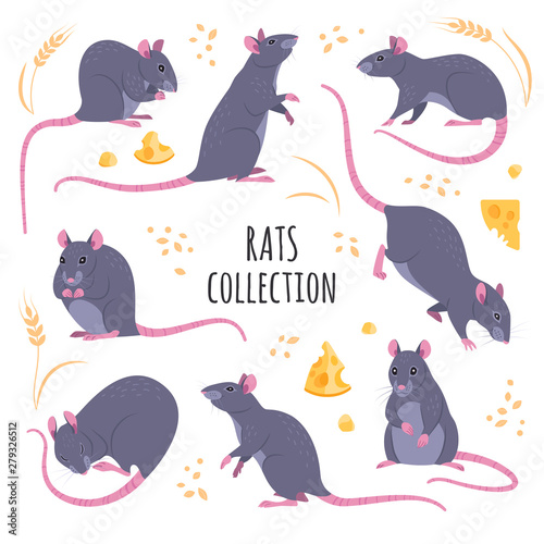 Fotomural Basic RGBchee Rats collection