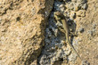 green lizard basking on the rock