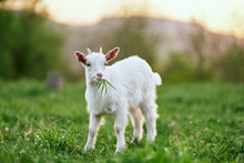 Goat On A Meadow