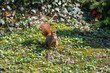 red squirrel in the park on the grass