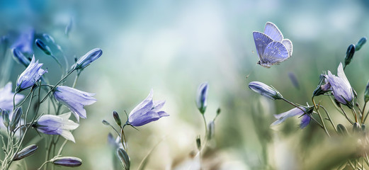 Wall Mural - fluttering butterfly over lilac bellflowers background