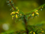 Fototapeta Do akwarium - a branch of a young spruce in the forest close-up