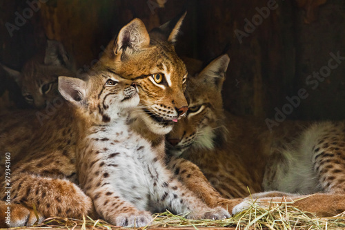 Cuadros en Lienzo lynx mom plays with a cute little lynx kitten, kind and lovely.