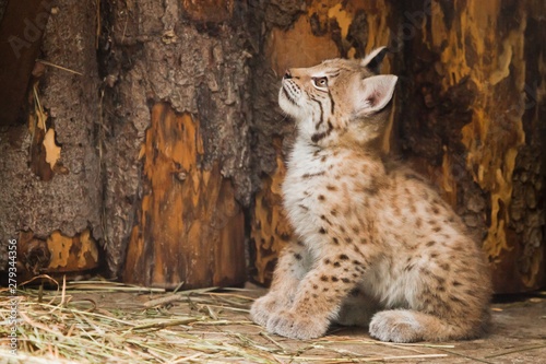 Fotomural vigorous little lynx kitten looks boldly and prepares to jump.
