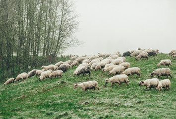 Flock of white sheep grazing on green mountain slope in cloudy and snowy day