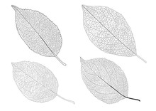 Leaves Line On White Background Illustration Vector