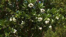 A Daylight Closeup Shot Of A Luscious Plumeria Tree With Green Leafy Branches And Clusters Of White Flowers In Full Bloom.