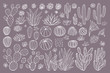Cactus succulent collection. Cacti sketchy style pastel background. Hand drawn cactuses vector illustration