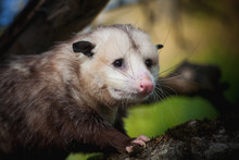 The Virginia Opossum, Didelphis Virginiana, In The Garden
