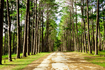 rural road in Forest pine trees. Nature green wood in autumn and sunrise