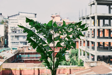 Green leaves of palm growing in a pot on cities under construction, alternative recycling concept.