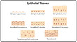 © Gregory - Epithelium Cells