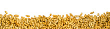 Panorama Of Peanuts On White Background, Banner Isolated