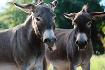 Funny mini donkeys making faces at camera in farm pasture during summer.