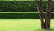A tree and background of tree hedges, double layers  (two steps);  small and tall hedges. 