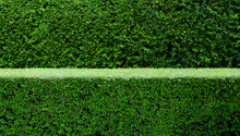 Trees hedges or green leaves wall in double layers; focused small fence, soften tall fence in the back. 